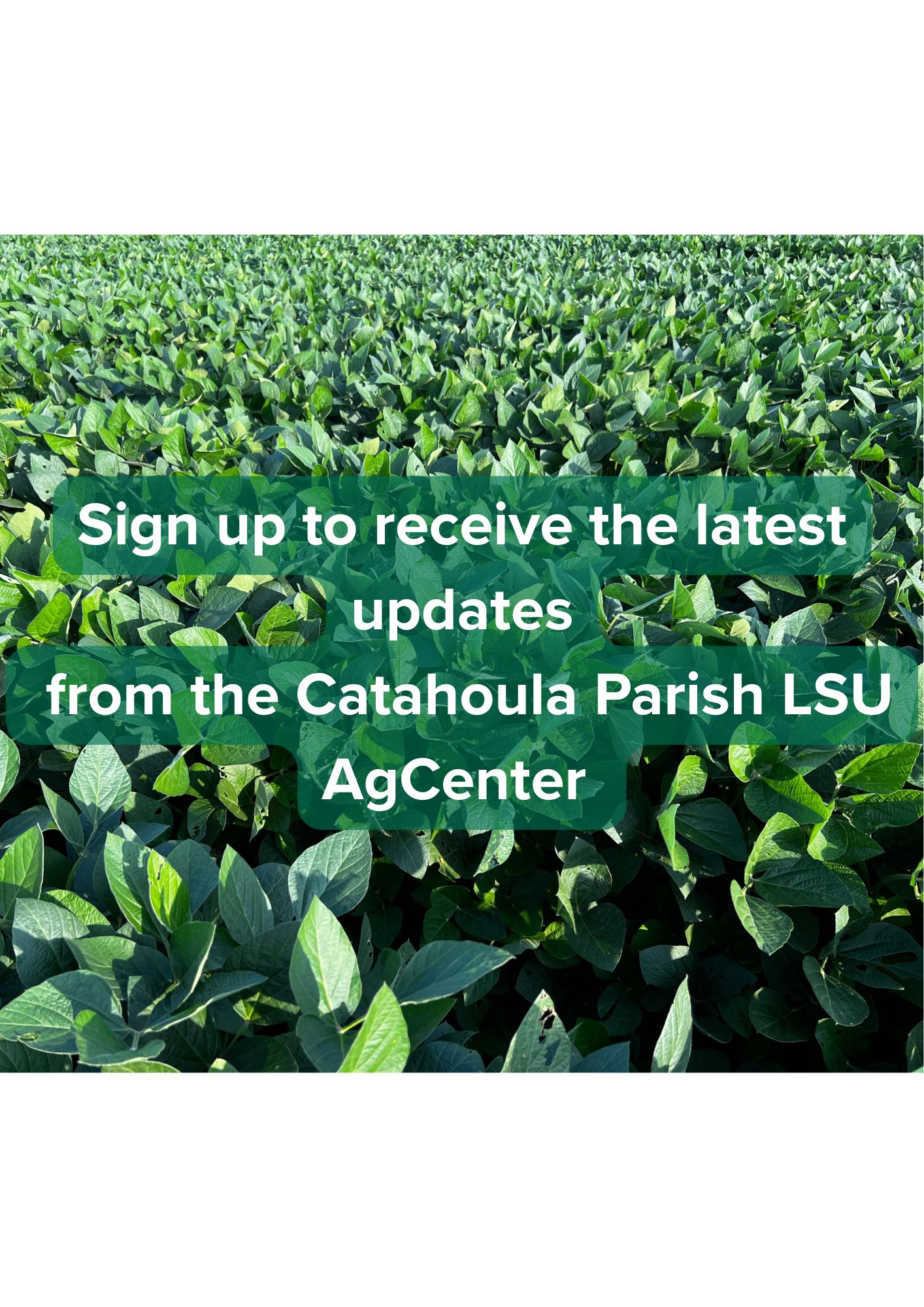 Catahoula Parish Agriculture Updates